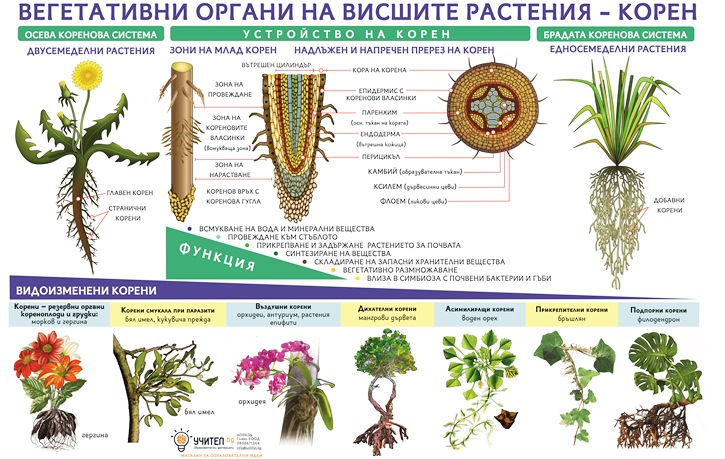 Вегетативни органи на висшите растения - корен - постер